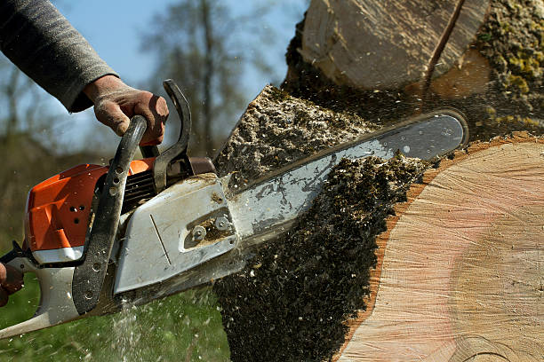 The Steps Involved in Our Tree Care Process in Grosse Pointe Farms, MI